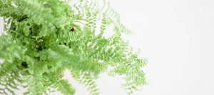 Tanaman Rumah Terpopuler